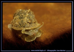 Freshwater Snail - Limnée auriculaire (Lymnaea auriculari... by Michel Lonfat 